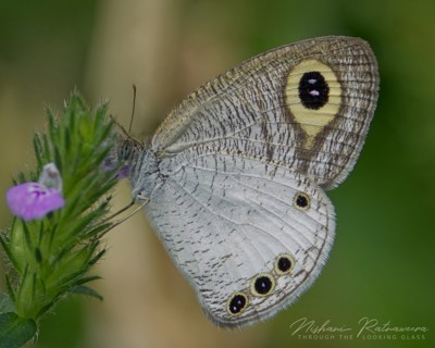 Discover 114+ white four ring butterfly best